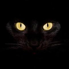Strah od crnih mačaka