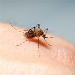 Prirodni lijekovi protiv komaraca i drugih insekata