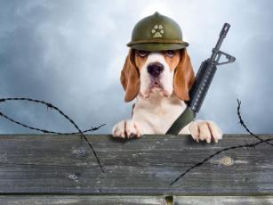 Nevjerovatne priče o psima ratnim herojima